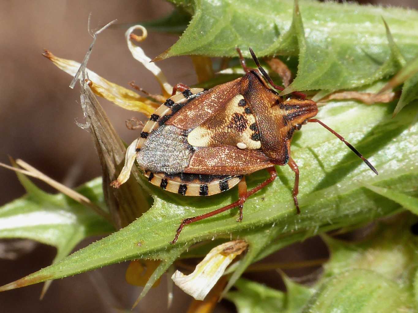 Codophila varia e Carpocoris mediterraneus atlanticus